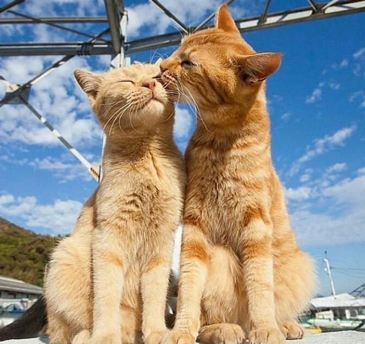 cat couple love images-02